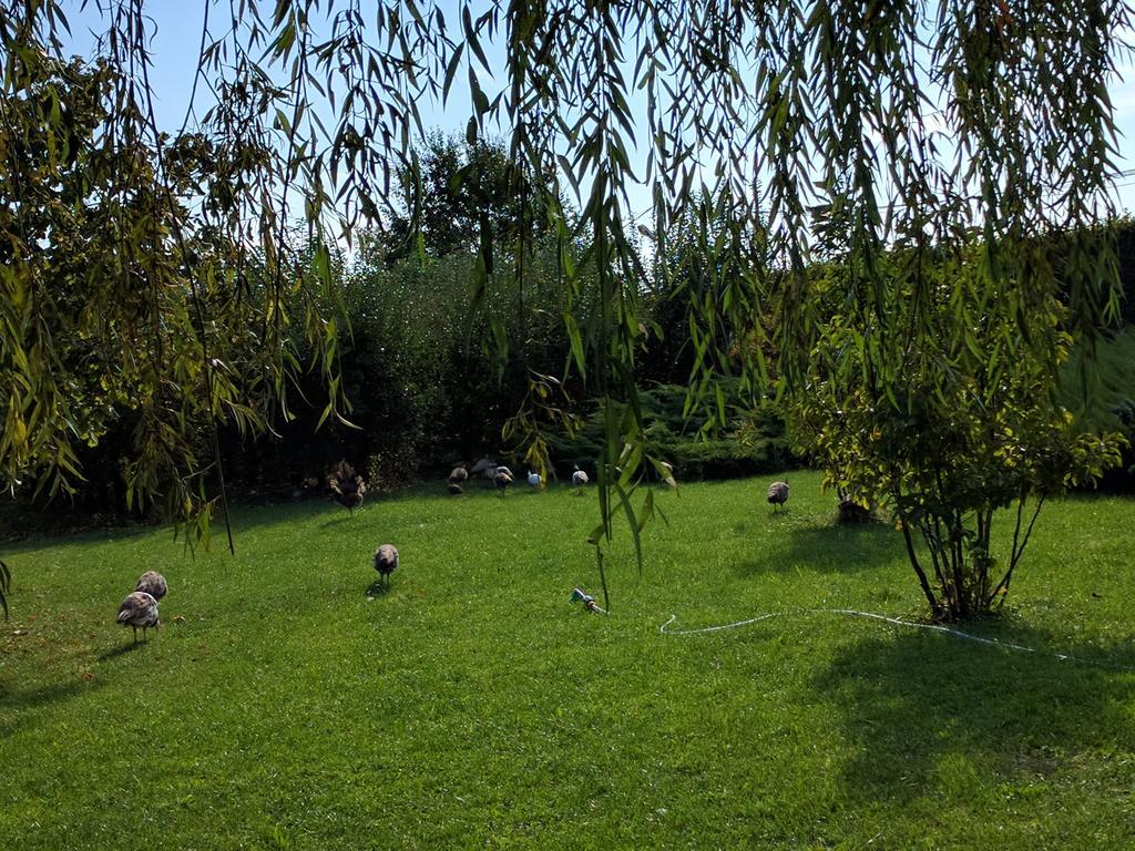 Casa Cu Pauni Hotel Maracineni Екстериор снимка