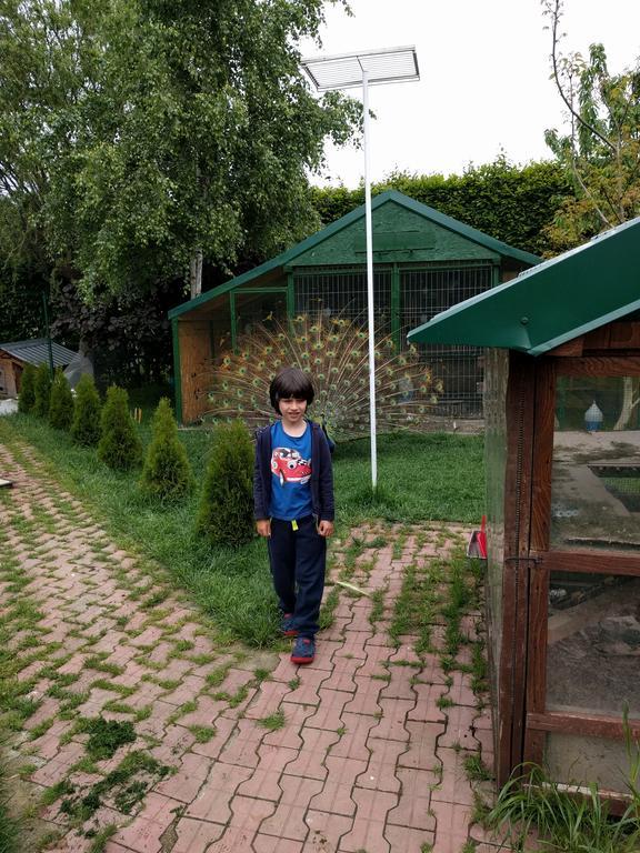 Casa Cu Pauni Hotel Maracineni Екстериор снимка