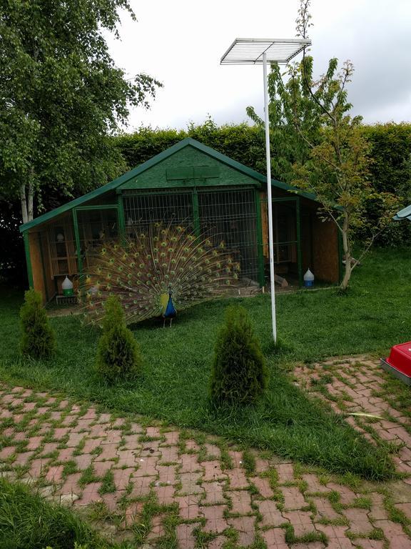 Casa Cu Pauni Hotel Maracineni Екстериор снимка