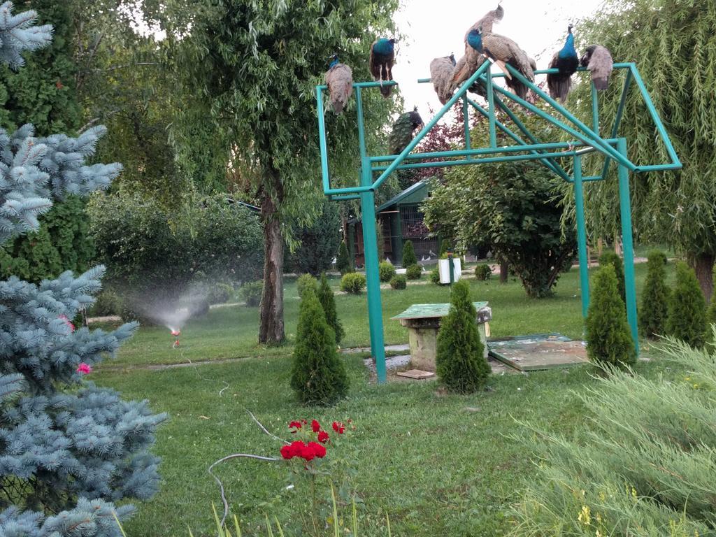 Casa Cu Pauni Hotel Maracineni Екстериор снимка